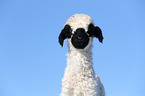 Valais Blacknose lamb