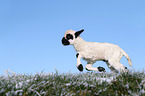 Valais Blacknose lamb