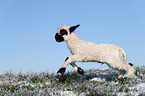 Valais Blacknose lamb