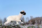 Valais Blacknose lamb