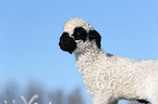 Valais Blacknose lamb