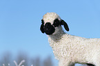 Valais Blacknose lamb