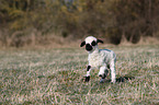 Valais Blacknose lamb