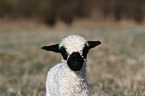 Valais Blacknose lamb