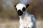 Valais Blacknose lamb