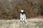 Valais Blacknose lamb