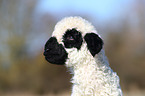 Valais Blacknose lamb