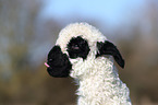 Valais Blacknose lamb