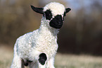 Valais Blacknose lamb