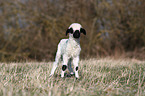 Valais Blacknose lamb