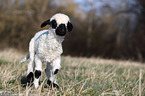 Valais Blacknose lamb