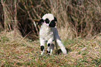 Valais Blacknose lamb