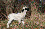 Valais Blacknose lamb