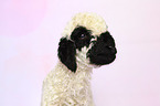 Valais Blacknose lamb