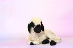 Valais Blacknose lamb