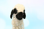 Valais Blacknose lamb