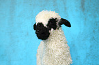 Valais Blacknose lamb