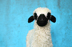 Valais Blacknose lamb