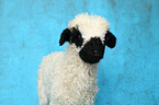 Valais Blacknose lamb