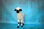 Valais Blacknose lamb