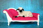 Valais Blacknose lamb