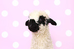 Valais Blacknose lamb