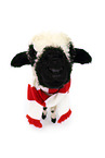 Valais Blacknose lamb