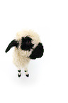 Valais Blacknose lamb