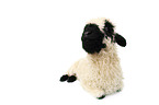 Valais Blacknose lamb