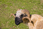 Valais Blacknose