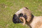 Valais Blacknose