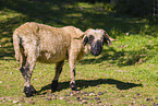 Valais Blacknose