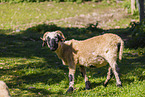 Valais Blacknose