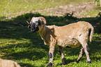 Valais Blacknose