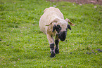 Valais Blacknose