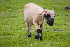 Valais Blacknose