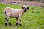 Valais Blacknose