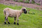 Valais Blacknose