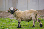 Valais Blacknose