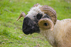 Valais Blacknose