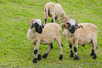 Valais Blacknoses