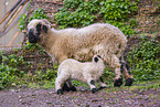 wallachian sheeps