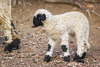 wallachian sheep