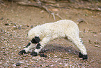 wallachian sheep