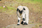 wallachian sheep