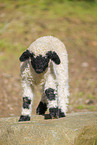 wallachian sheep