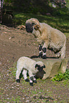 wallachian sheeps