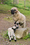 wallachian sheeps