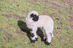 wallachian sheep