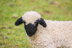 wallachian sheep